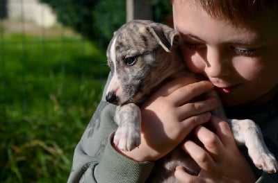 Les chiots de Whippet