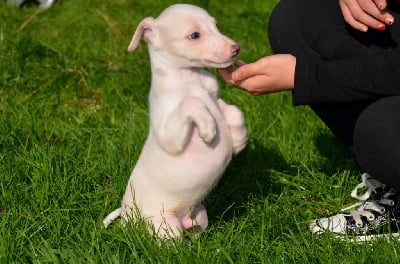 Les chiots de Whippet