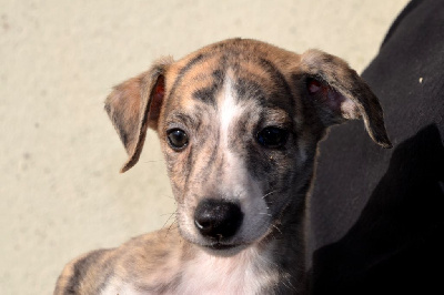 Les chiots de Whippet