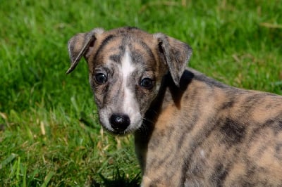 Les chiots de Whippet