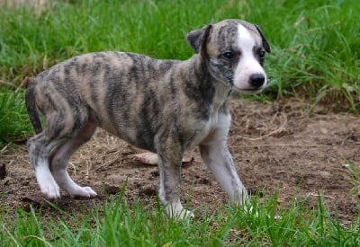 Les chiots de Whippet