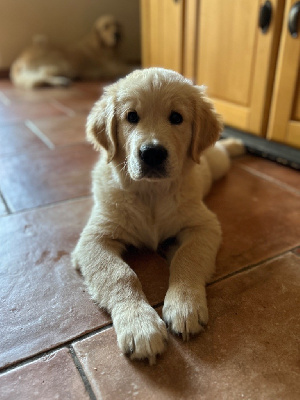 Les chiots de Golden Retriever