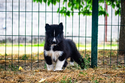 Les chiots de Siberian Husky