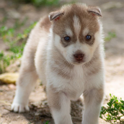 Les chiots de Siberian Husky