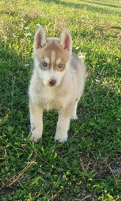 CHIOT - Siberian Husky