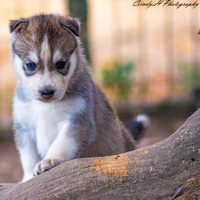 Les chiots de Siberian Husky