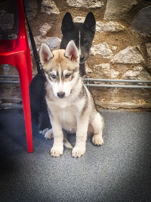 Les chiots de Siberian Husky