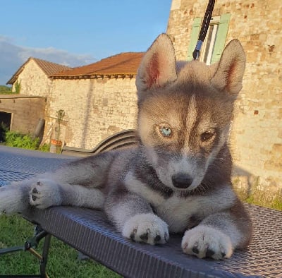 CHIOT - Siberian Husky