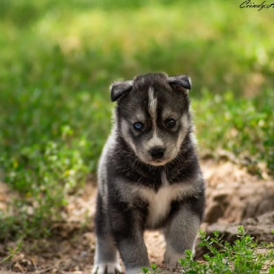 Les chiots de Siberian Husky