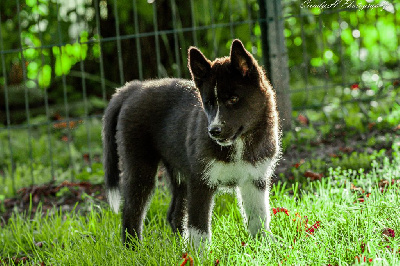 Les chiots de Siberian Husky