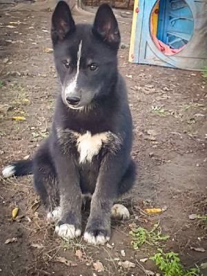 Les chiots de Siberian Husky