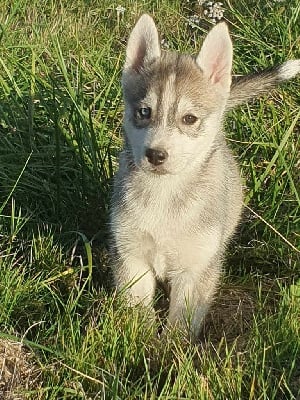 CHIOT - Siberian Husky