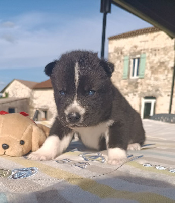 Les chiots de Siberian Husky