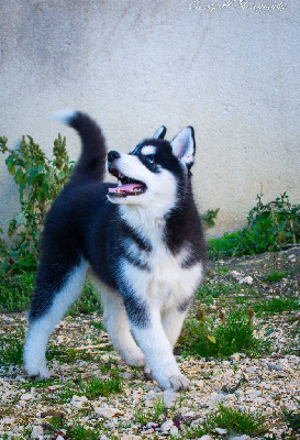 Les chiots de Siberian Husky