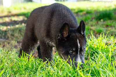 Les chiots de Siberian Husky