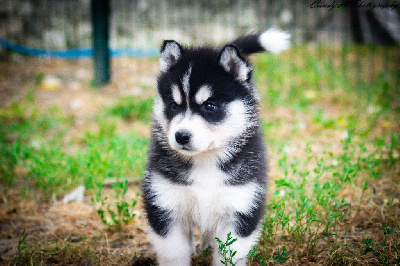 Les chiots de Siberian Husky