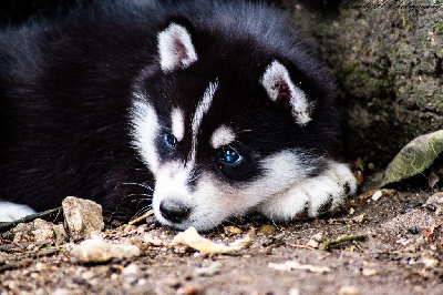 Les chiots de Siberian Husky