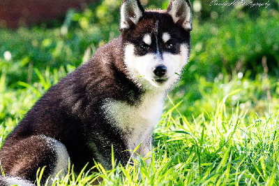 Les chiots de Siberian Husky