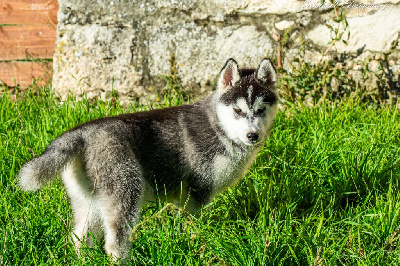 Les chiots de Siberian Husky