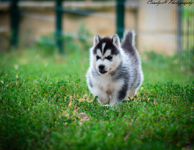 Les chiots de Siberian Husky