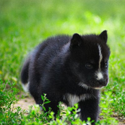 Les chiots de Siberian Husky