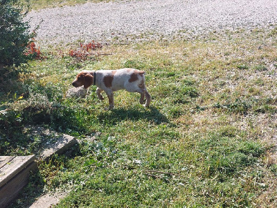 Les chiots de Epagneul Breton