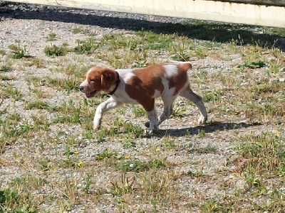 Les chiots de Epagneul Breton