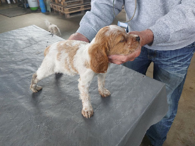 Les chiots de Epagneul Breton