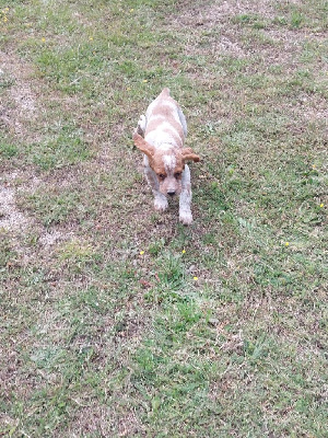 Les chiots de Epagneul Breton