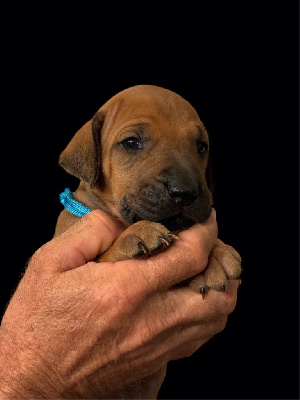 Les chiots de Rhodesian Ridgeback