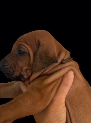 Les chiots de Rhodesian Ridgeback