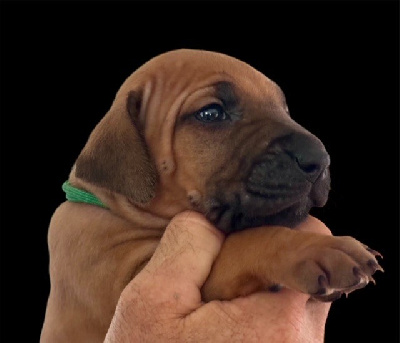 Les chiots de Rhodesian Ridgeback