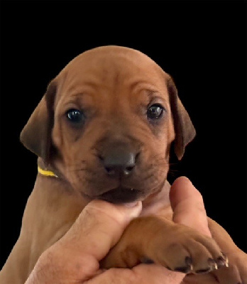 Les chiots de Rhodesian Ridgeback