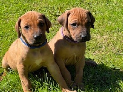 Les chiots de Rhodesian Ridgeback