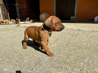 Les chiots de Rhodesian Ridgeback