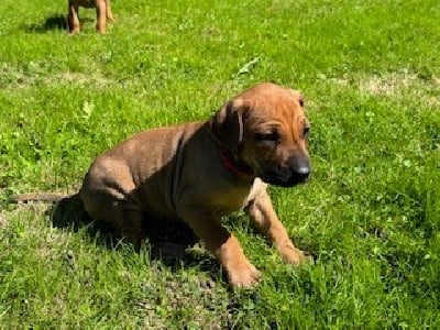 Les chiots de Rhodesian Ridgeback