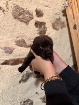 Les chiots de Labrador Retriever