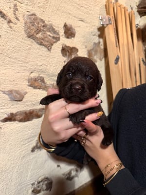 Les chiots de Labrador Retriever