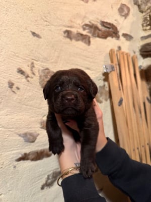 Les chiots de Labrador Retriever