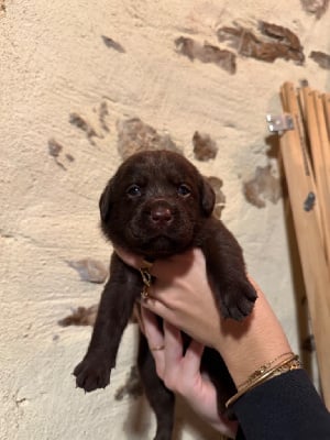 Les chiots de Labrador Retriever