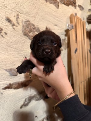 Les chiots de Labrador Retriever