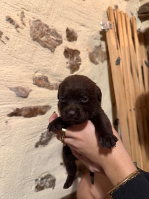 Les chiots de Labrador Retriever