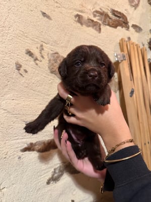 Les chiots de Labrador Retriever