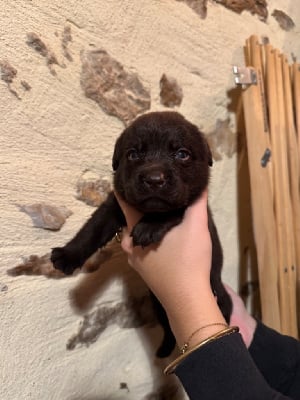 Les chiots de Labrador Retriever