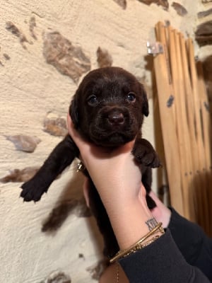 Les chiots de Labrador Retriever