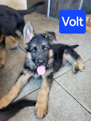 Les chiots de Berger Allemand