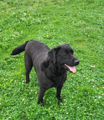 Étalon Labrador Retriever - Shanna De sandie landes