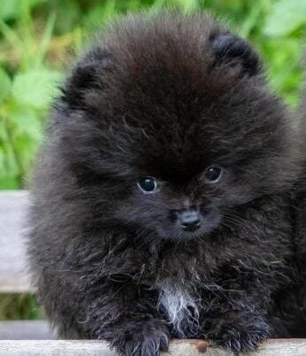 CHIOT 5 - Spitz allemand