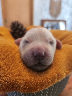 Les chiots de Golden Retriever