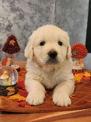 Les chiots de Golden Retriever